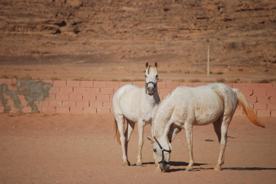 Deux pur-sangs dans le désert jordanien @Blog Cheval d'Aventure