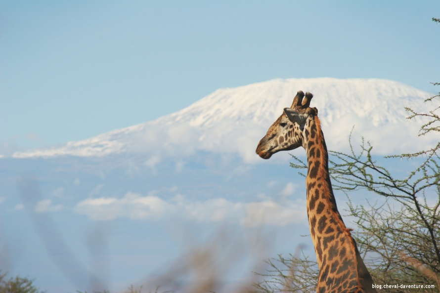 Girafe dans la réserve Masaï Mara @Blog Cheval d'Aventure