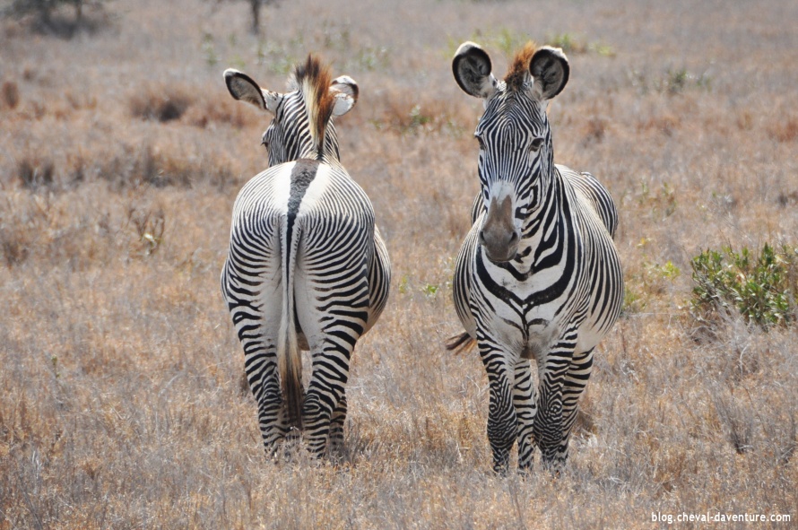 Zèbres dans la réserve Masaï Mara @Blog Cheval d'Aventure
