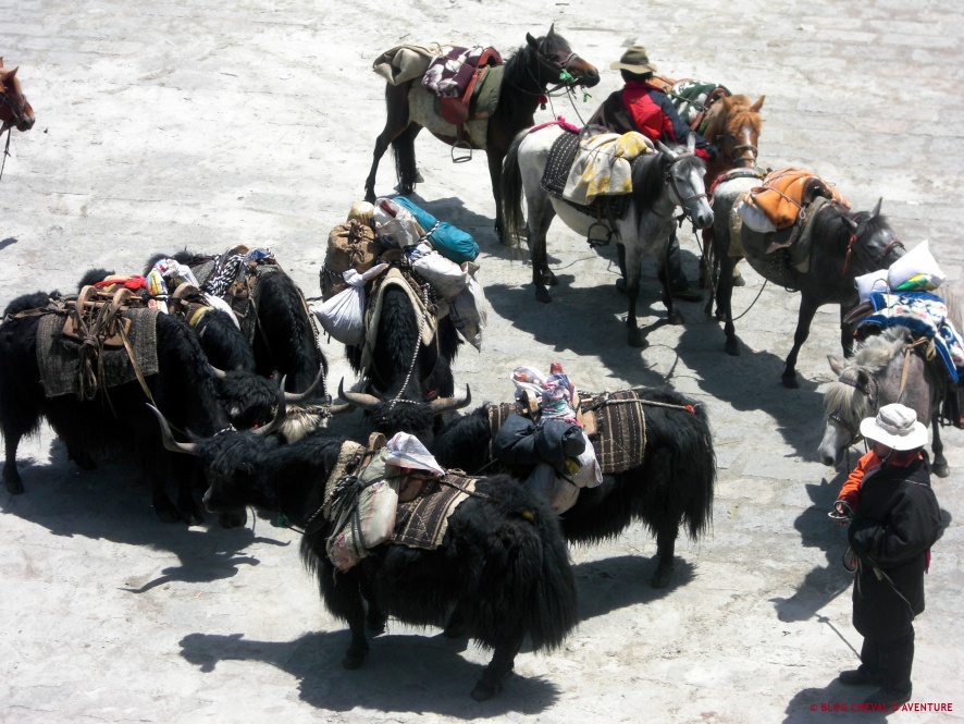 Yacks du Tibet @Blog Cheval d'Aventure