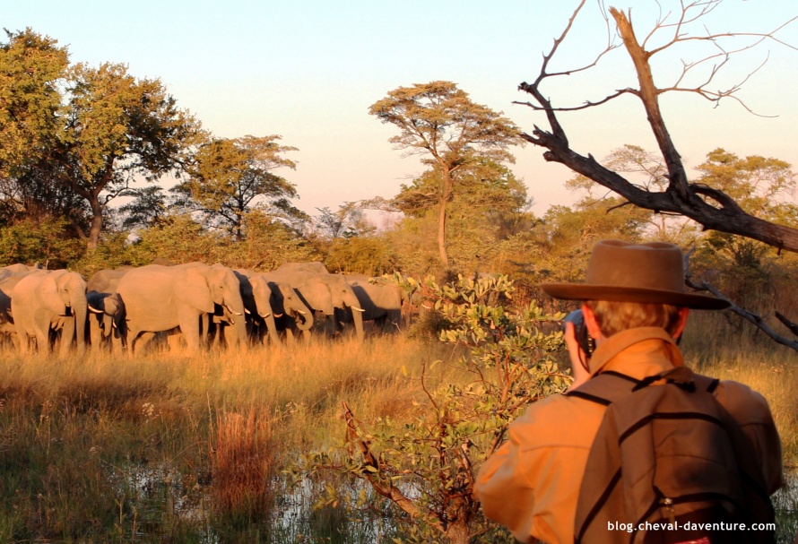 Elephant à Motswiri, Botswana @Blog Cheval d'Aventure