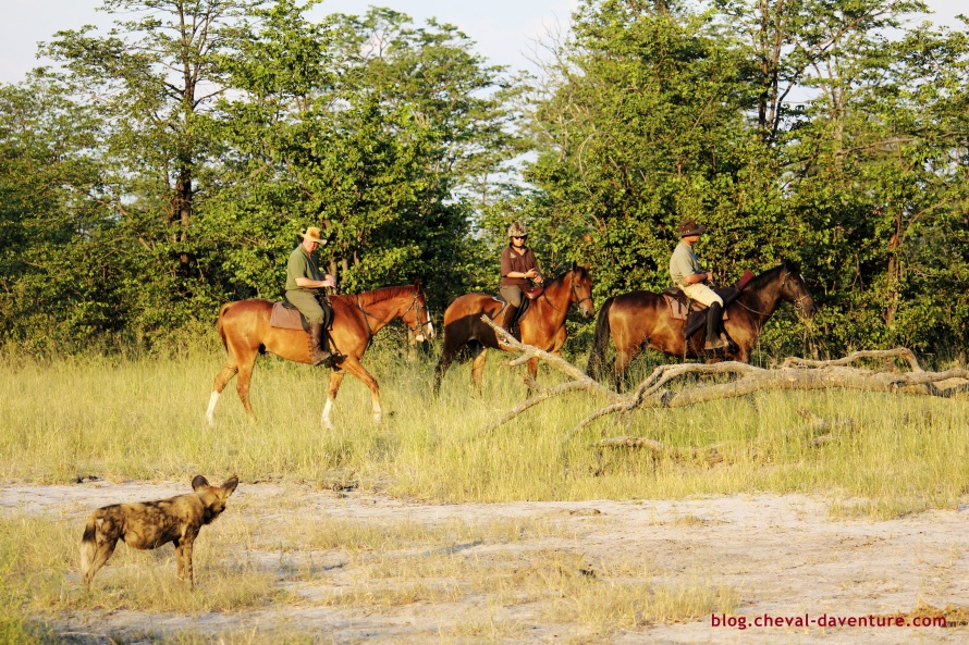 Wild dog au Botswana @Blog Cheval d'Aventure