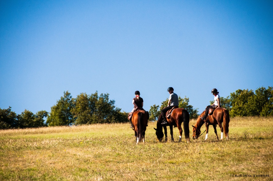 Dans les champs avec les chevaux @Blog Cheval d'Aventure