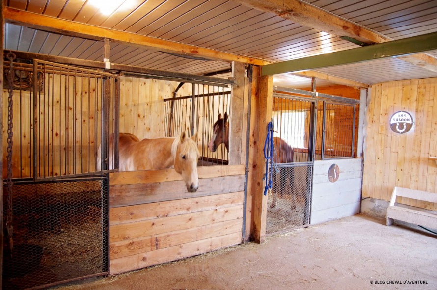 Les chevaux du ranch au Quebec @Blog Cheval d'Aventure