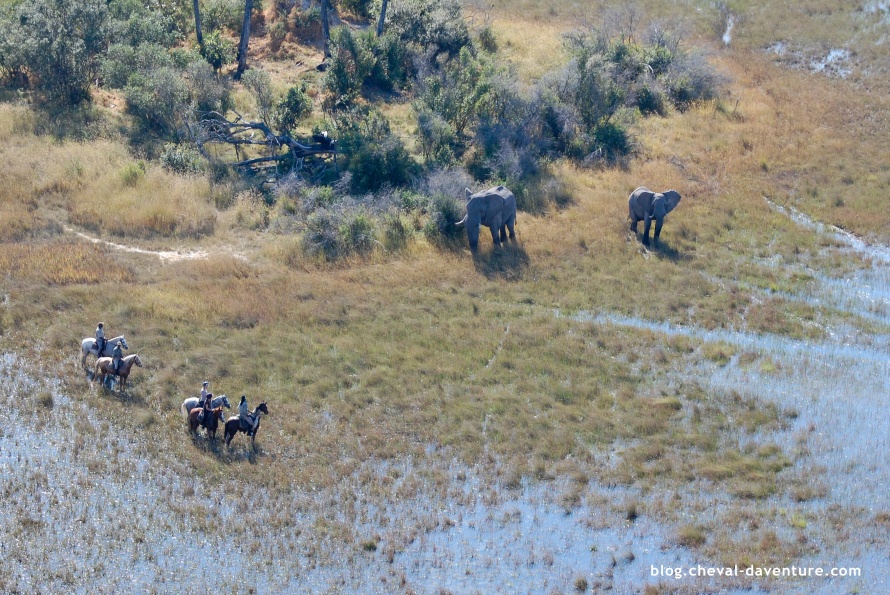 Face à face avec des éléphants @ Blog Cheval d'Aventure