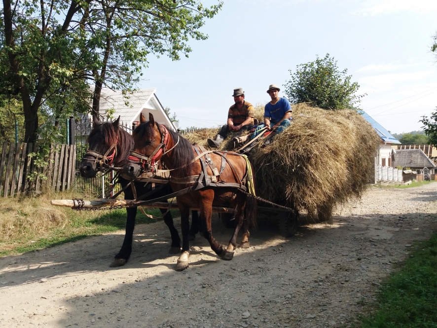 Les Roumains utilisent encore beaucoup les chevaux pour le transport de marchandises @Blog Cheval d’Aventure