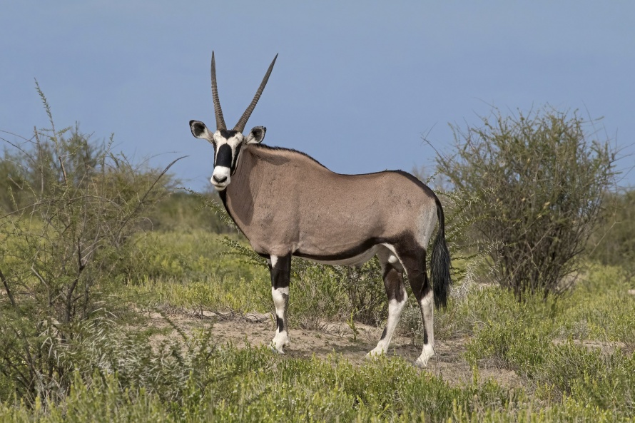 Mâle oryx (Namibie) — Crédit : Charles J. Sharp