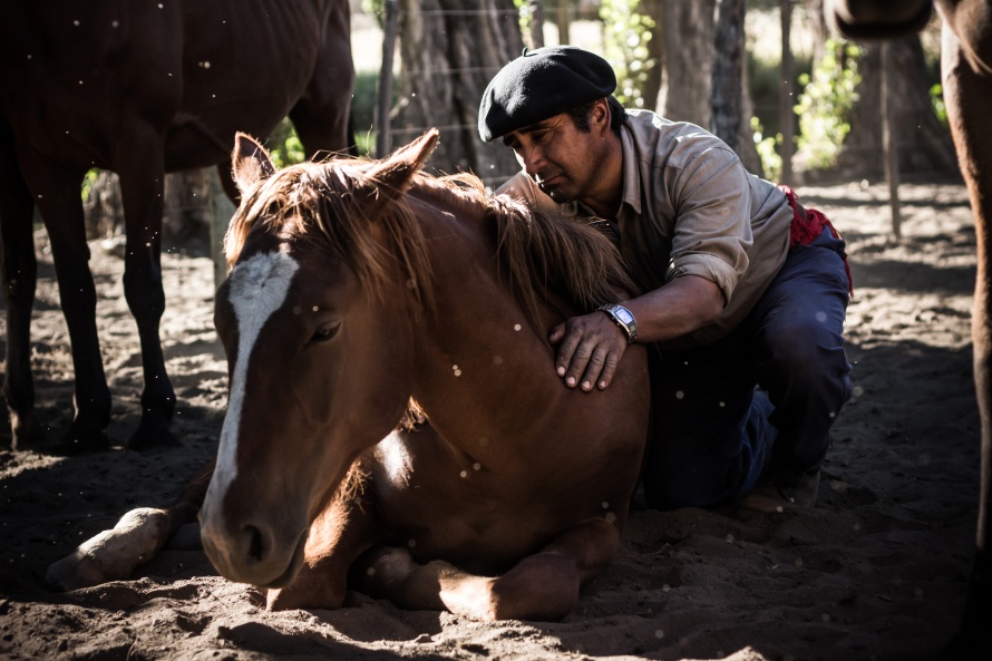 Dans l'équitation de travail, le cheval est un compagnon autant qu'un partenaire @Blog Cheval d'Aventure