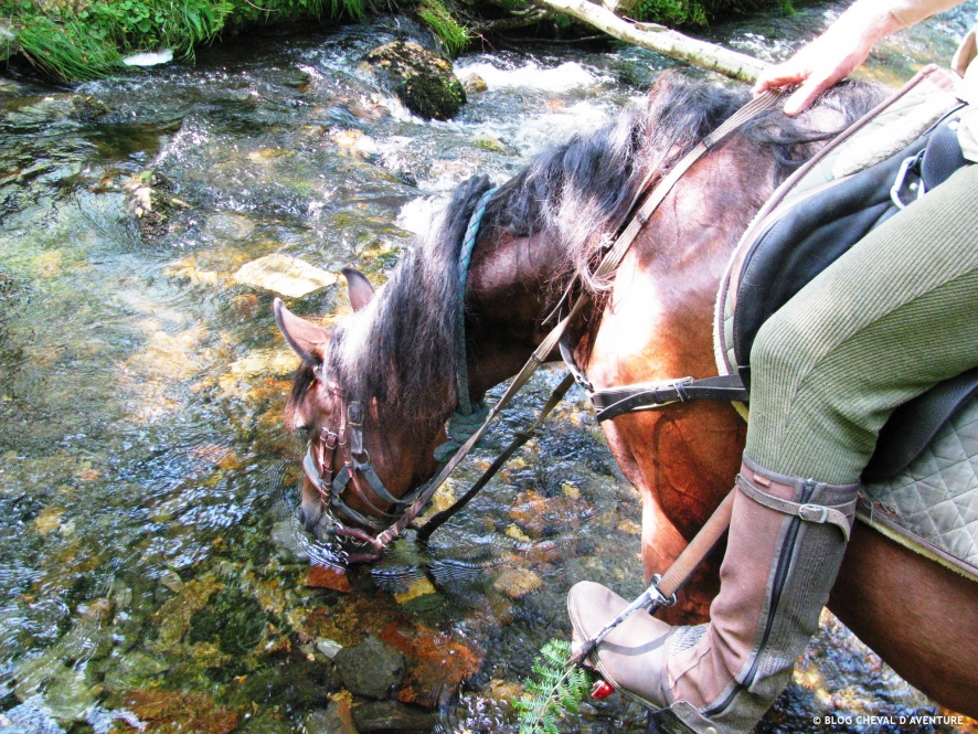 L'hydratation du cheval lors d'un TREC @Blog Cheval d'Aventure