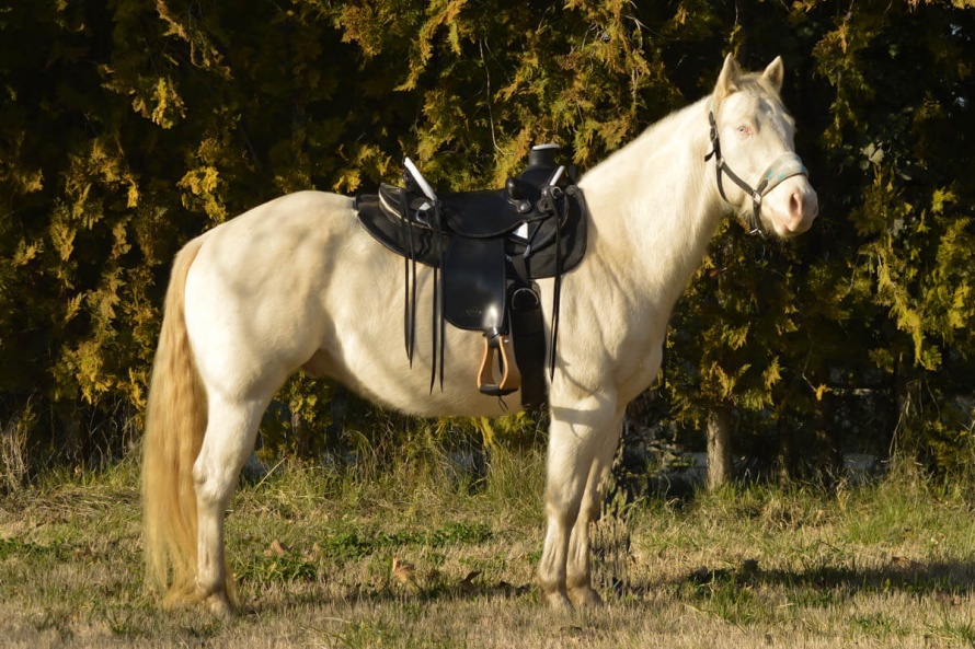 La selle fait son plus bel effet sur Johns, le beau Quarter Horse perlino @Blog Cheval d'Aventure