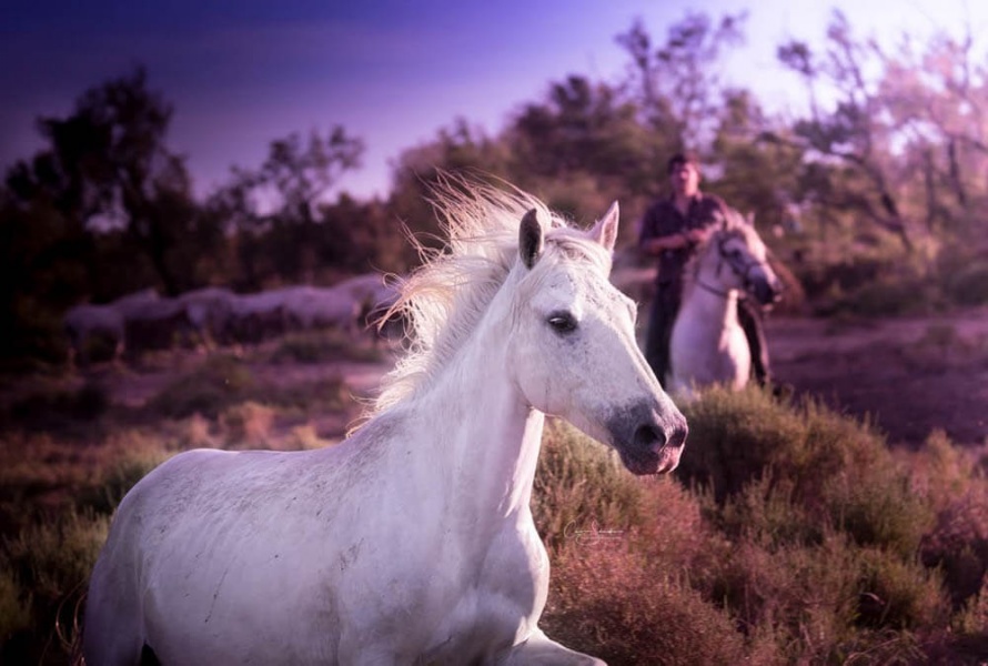 Espiègle, ce beau cheval de race Camargue donne du fil à retordre à son gardian ! ©  Carine Schmidlin