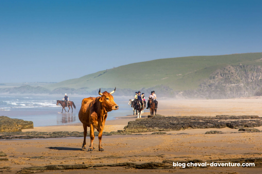 Wild COast à cheval avec Cheval d'Aventure