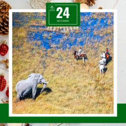 calendrier de l'avent cheval d'aventure Okavango